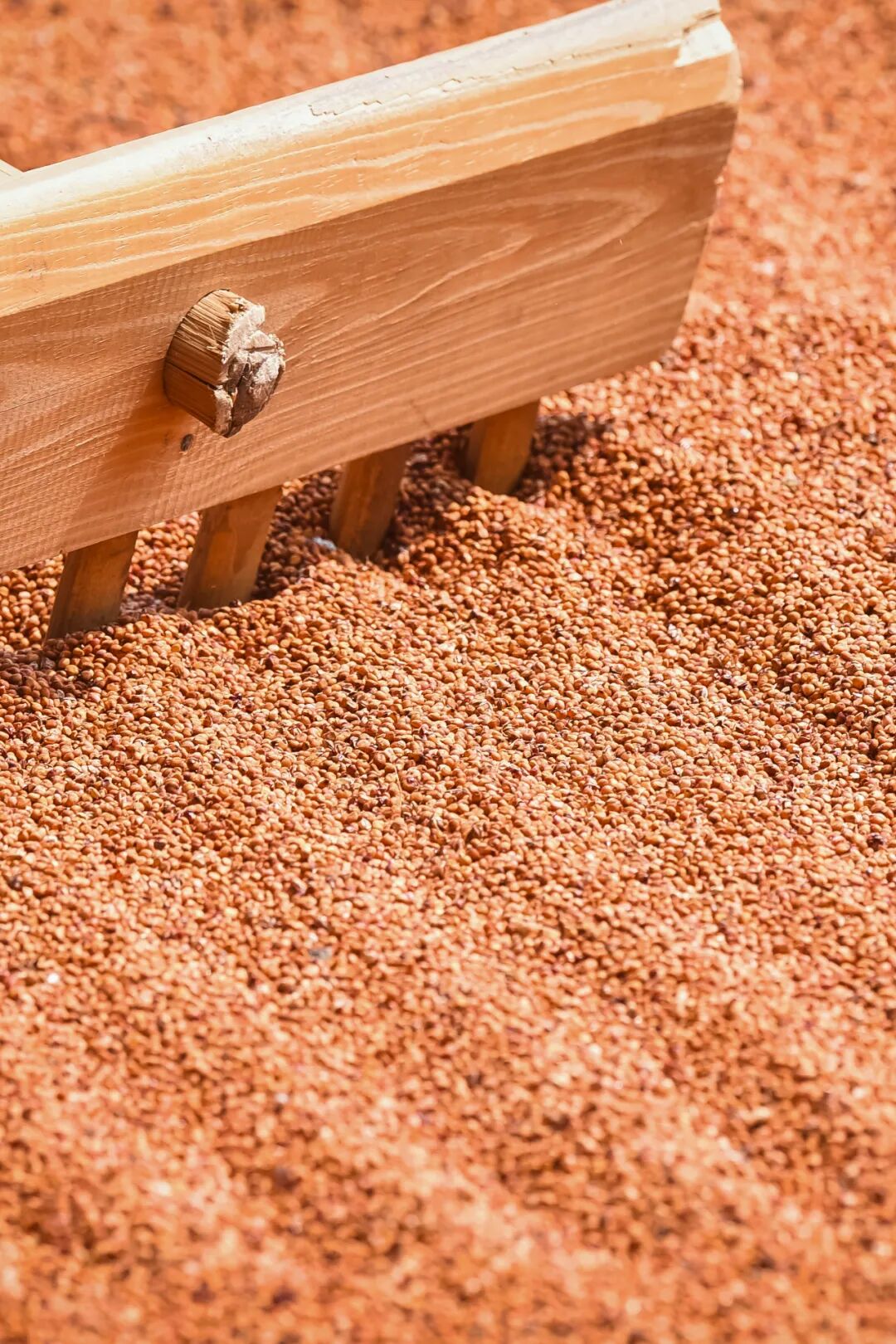 Image related to Why Is the Sorghum in the City of Wine So Red?