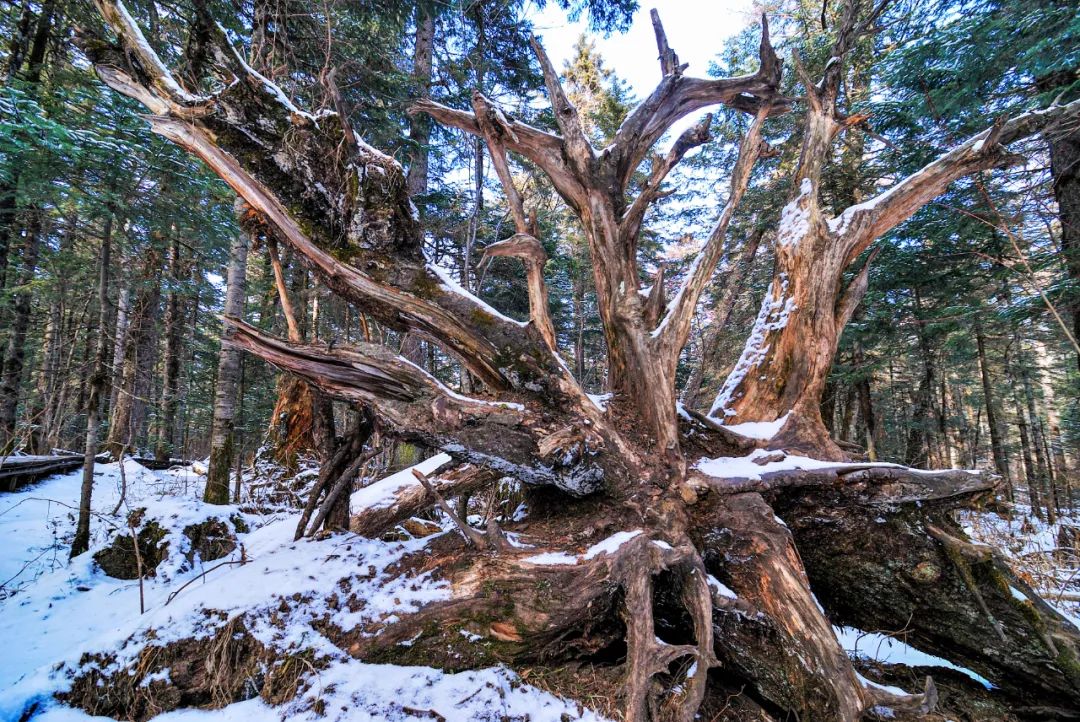 Image related to Changbai Mountain: What Makes It Northeast China's Number One Peak?