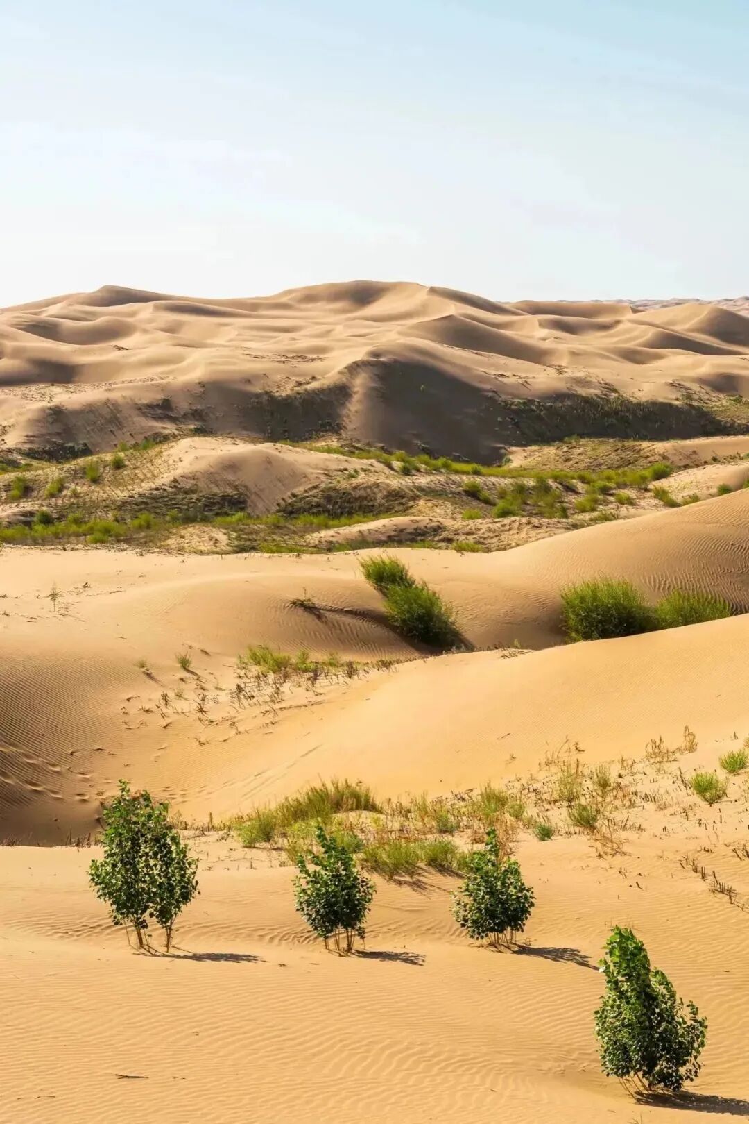 Image related to How Did China's Highest Per Capita GDP City Emerge in a Northwestern Desert?
