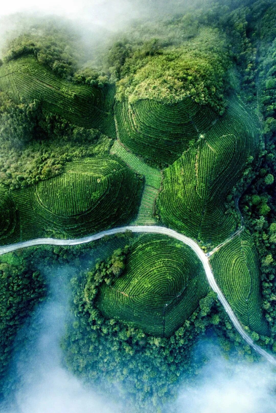 Image related to The Ultimate Spring Tea Map: China's Most Beautiful Springscapes Revealed