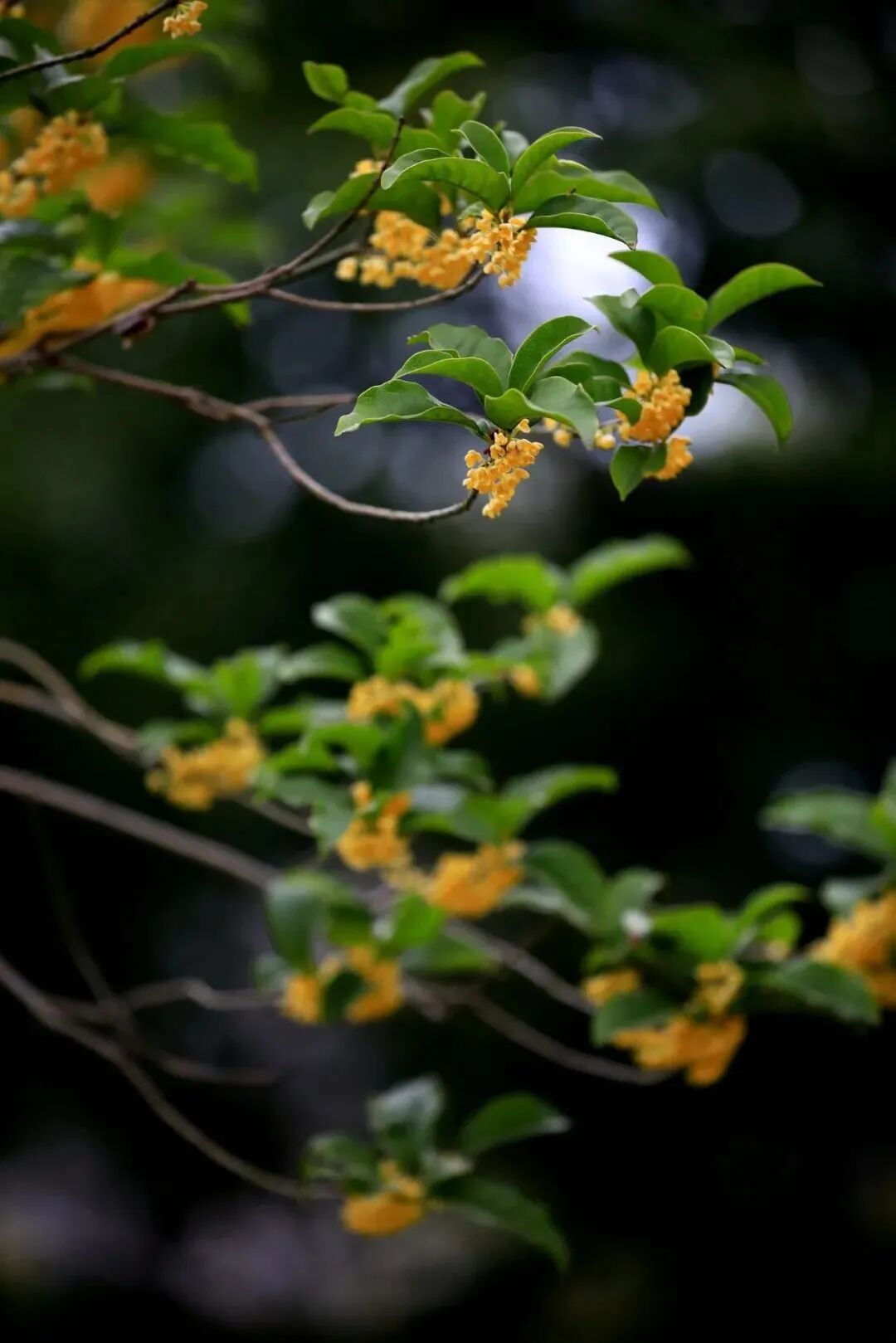 Image related to The Best Flavors of Autumn Are Hidden in China's Top Prefecture-Level City