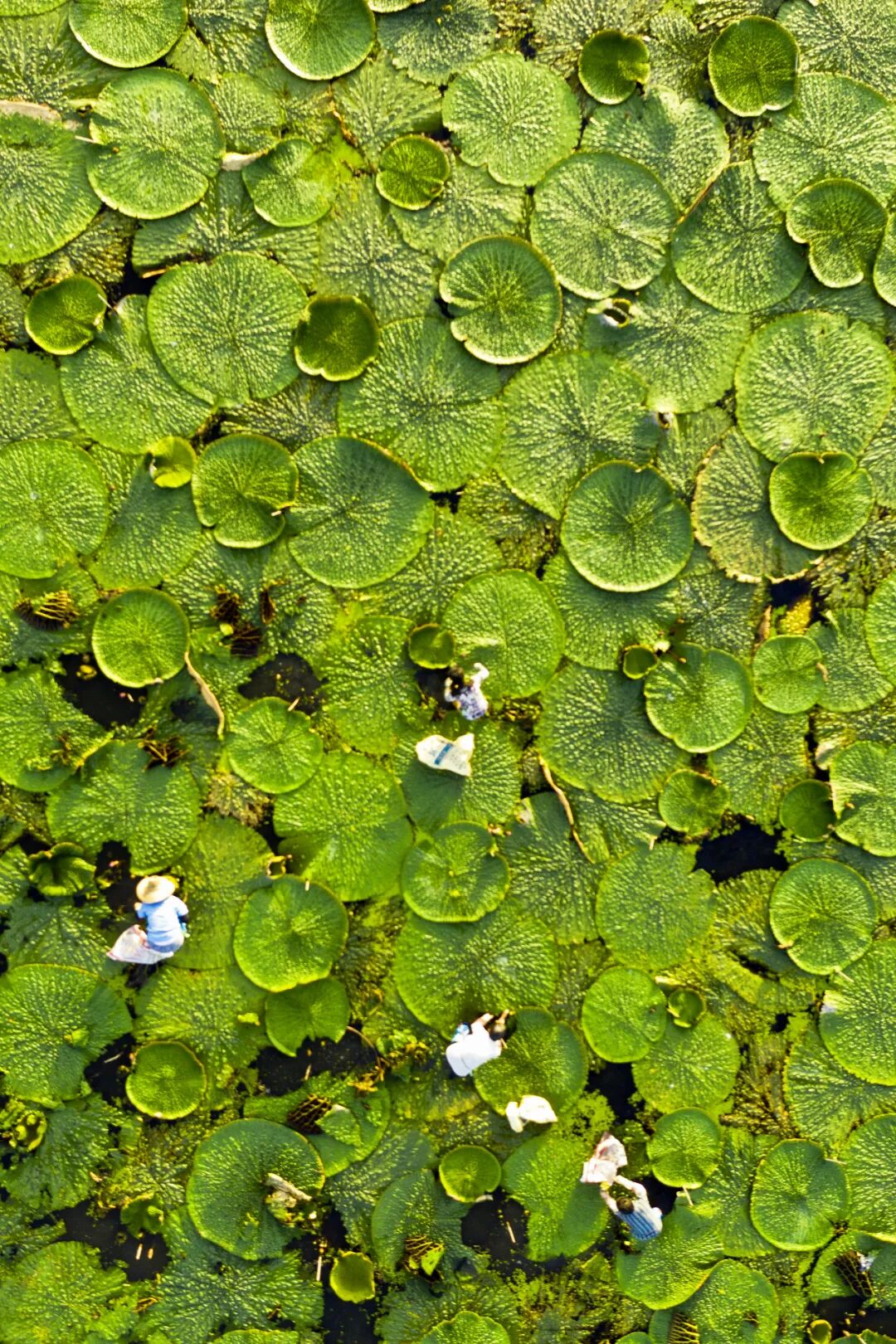 Image related to The Best Flavors of Autumn Are Hidden in China's Top Prefecture-Level City