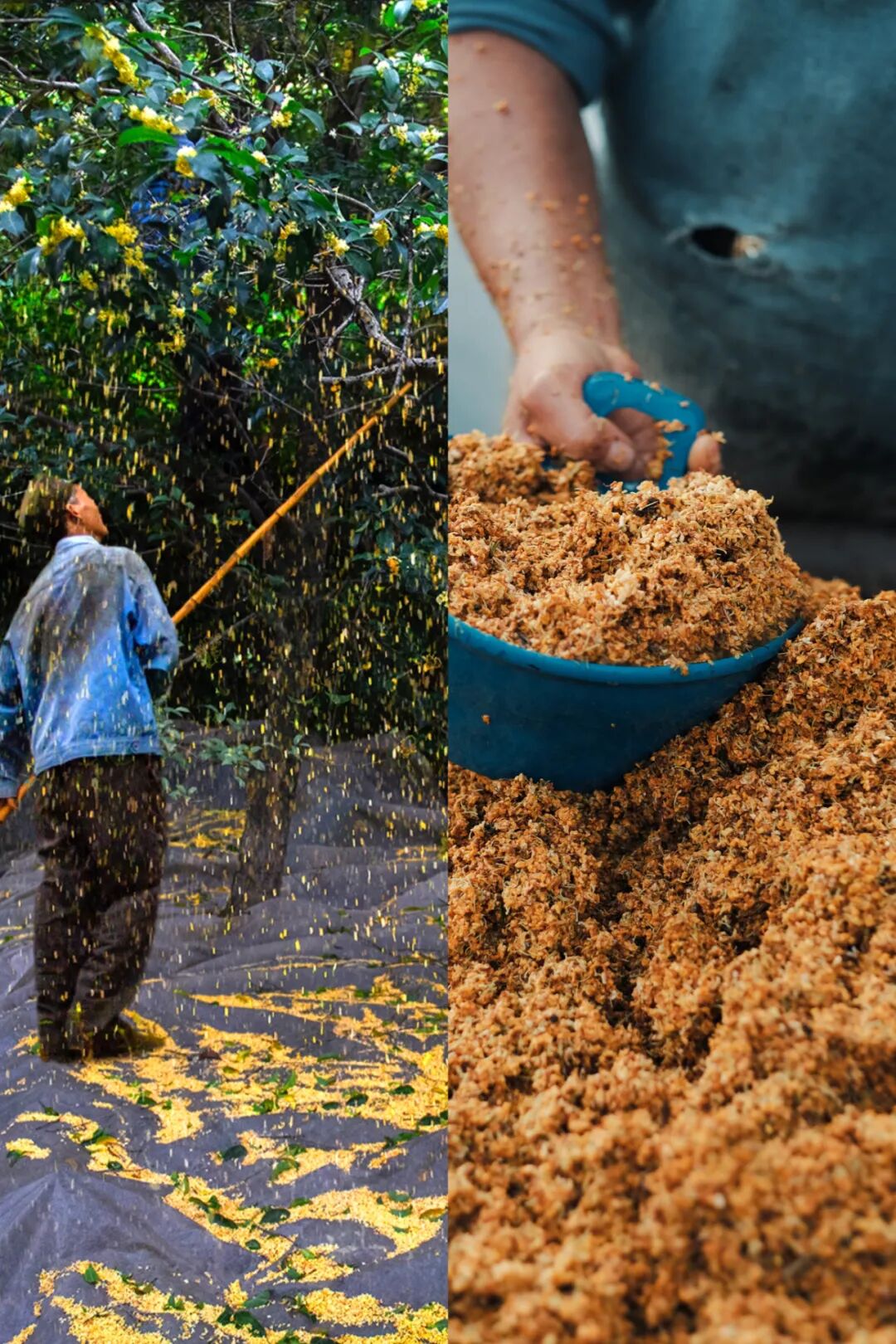 Image related to The Best Flavors of Autumn Are Hidden in China's Top Prefecture-Level City