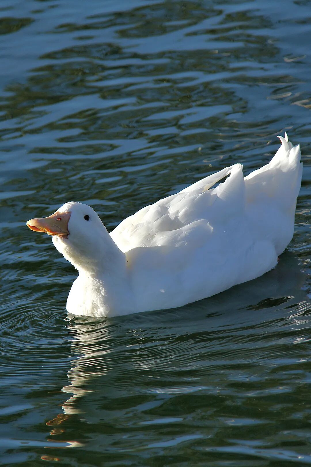 Image related to The Perfect Poultry for Roasting: A Thousand-Year Chinese Delicacy!