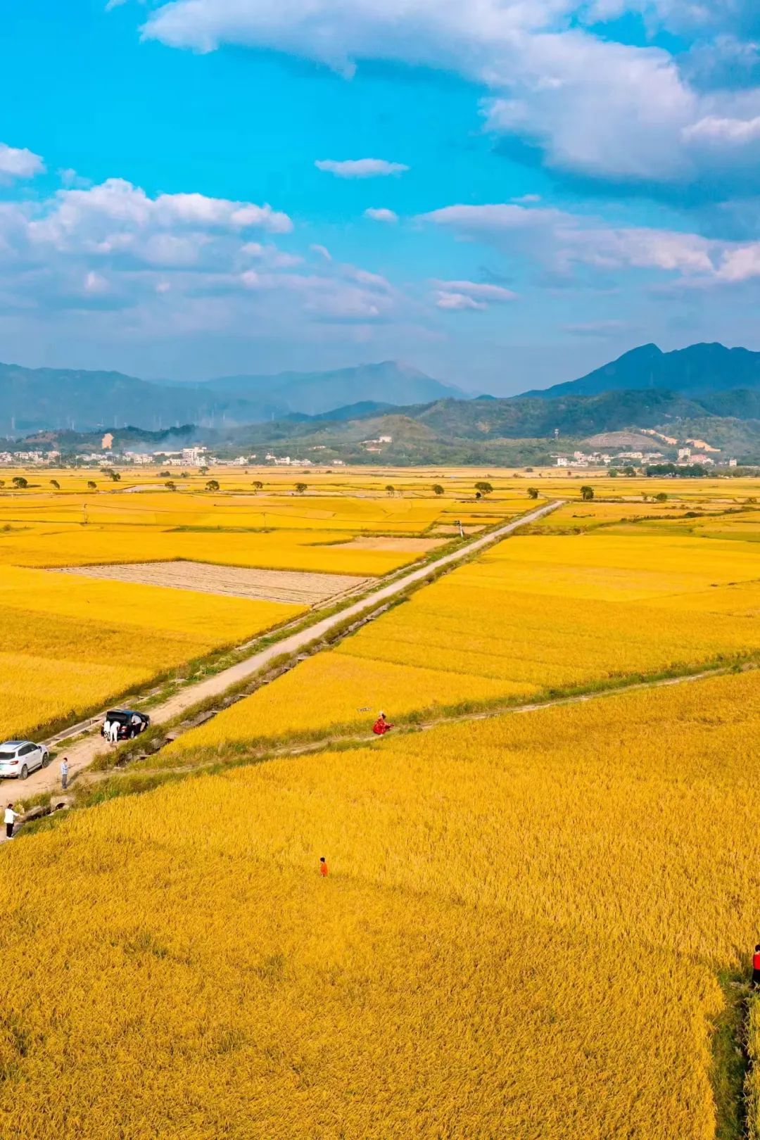 Image related to China's Most Culinary Province: Which Bowl of Rice Truly Steals the Show?