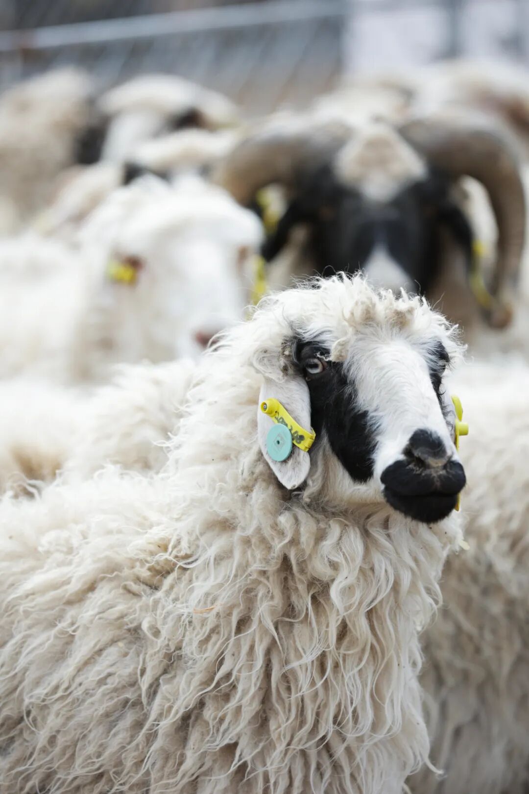 Image related to What More Legends Are Hidden in This Viral "Land of Tan Sheep"?