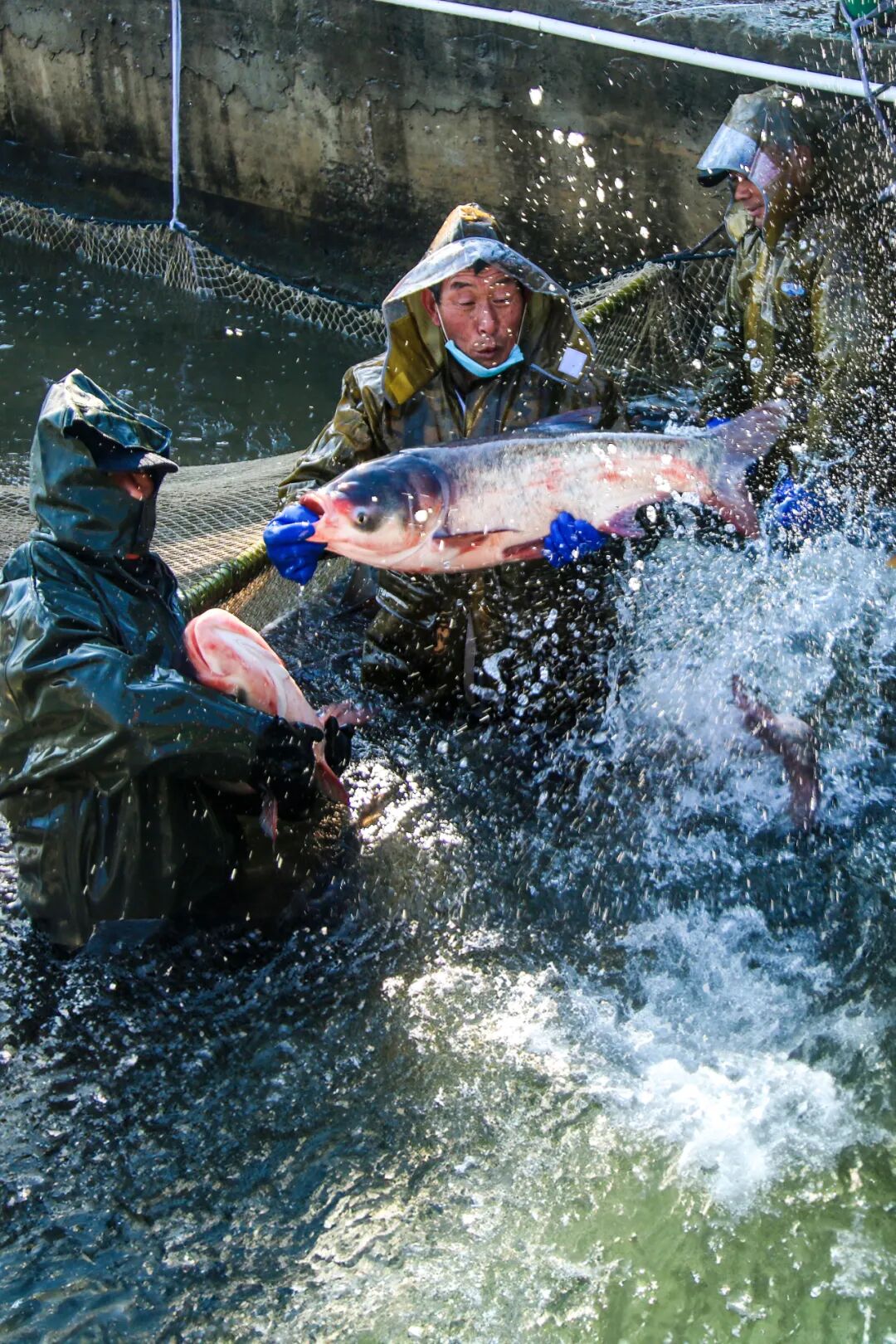 Image related to Why Is This Small Anhui City China's Top Spring Migration Hub?