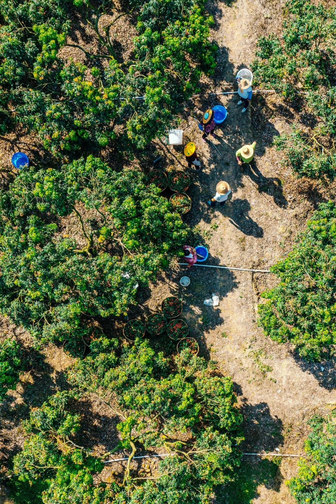 Image related to China's Most Underrated Lychee Province Safeguards This Year's Bountiful Harvest