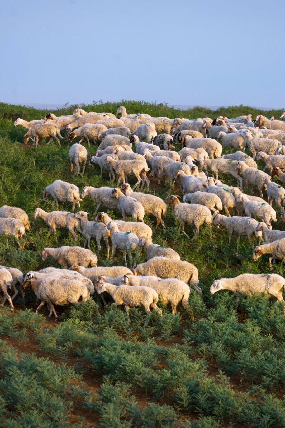 Image related to Who Reigns Supreme in Lamb Cuisine Across China's Great Northwest?