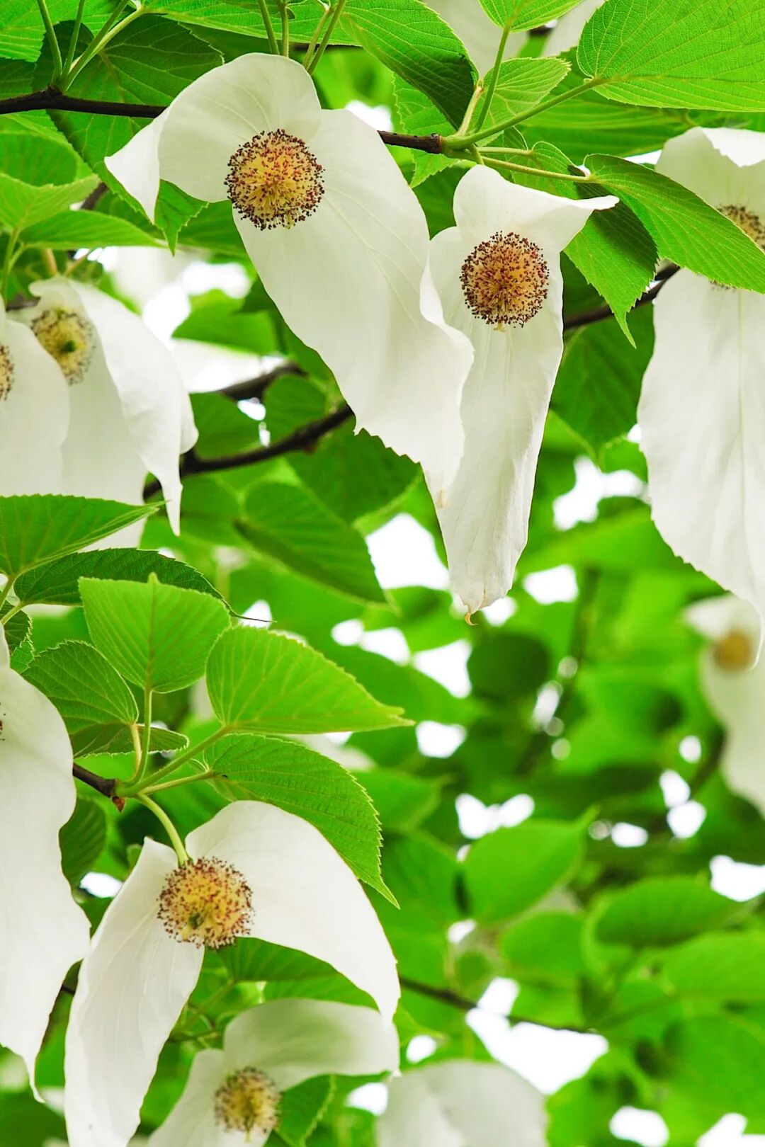 Image related to Green, Green, Green! Tune in to the Mountainous Province's Green Rhapsody!