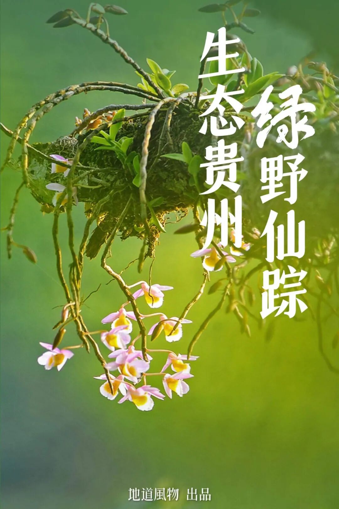 Green, Green, Green! Tune in to the Mountainous Province's Green Rhapsody!