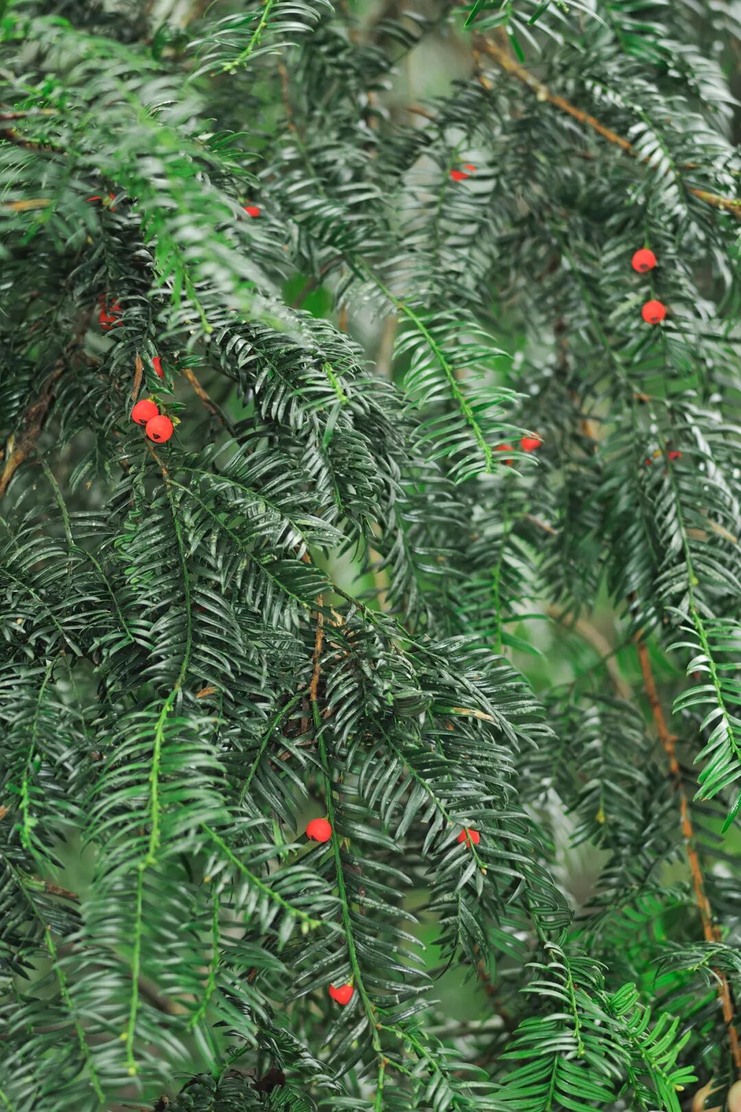 Image related to Green, Green, Green! Tune in to the Mountainous Province's Green Rhapsody!