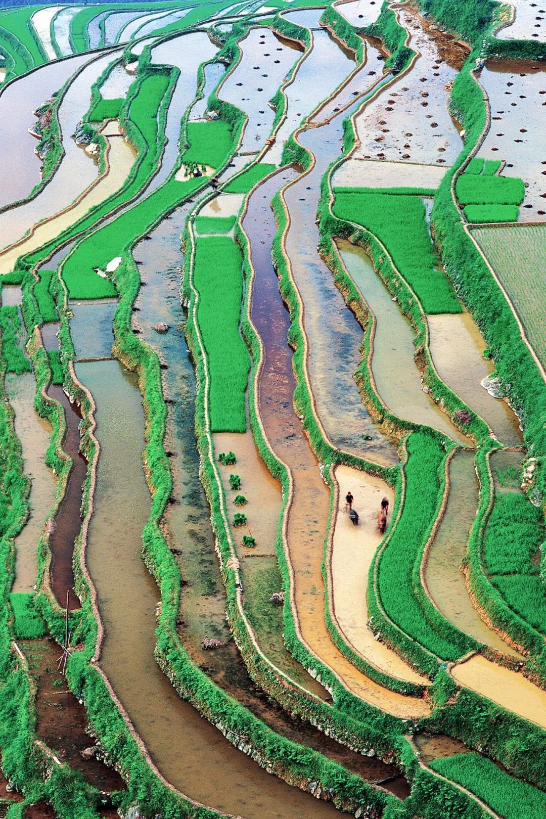 Image related to Green, Green, Green! Tune in to the Mountainous Province's Green Rhapsody!