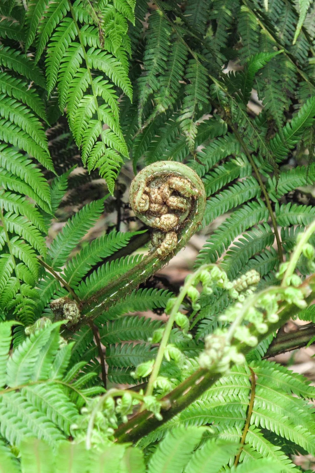 Image related to Green, Green, Green! Tune in to the Mountainous Province's Green Rhapsody!