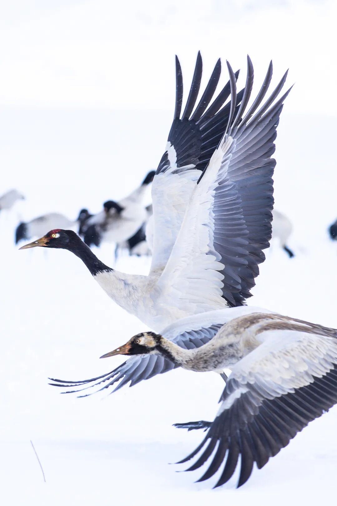 Image related to Green, Green, Green! Tune in to the Mountainous Province's Green Rhapsody!