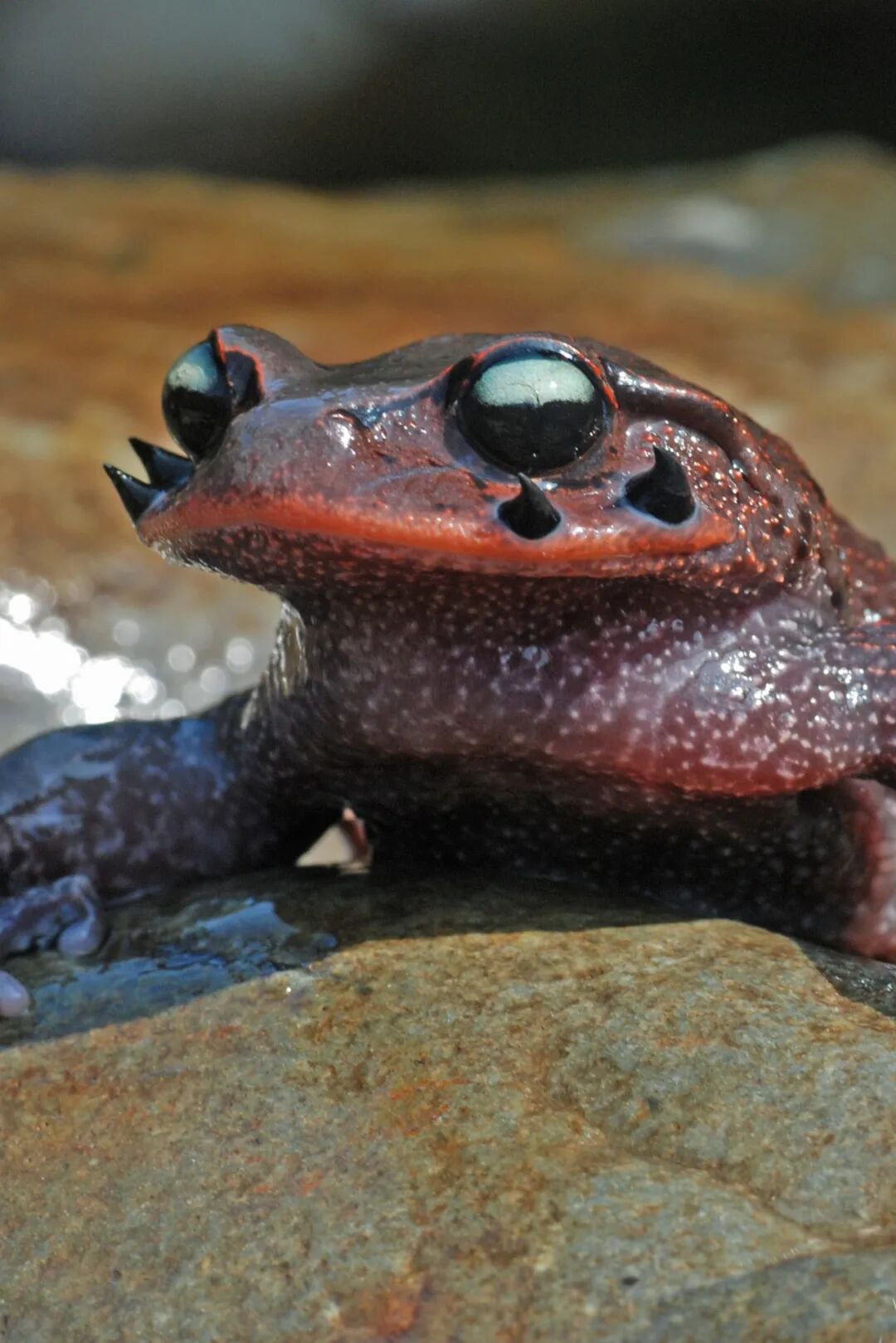 Image related to Green, Green, Green! Tune in to the Mountainous Province's Green Rhapsody!