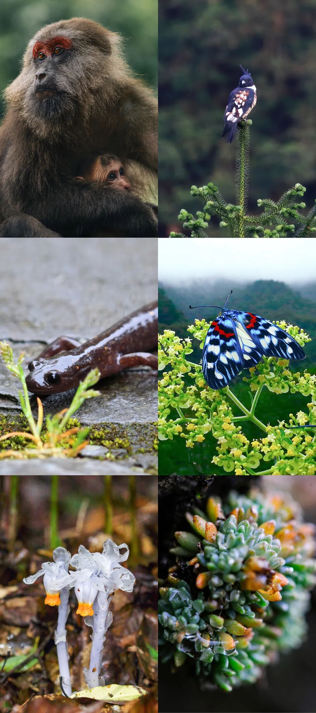 Image related to Green, Green, Green! Tune in to the Mountainous Province's Green Rhapsody!