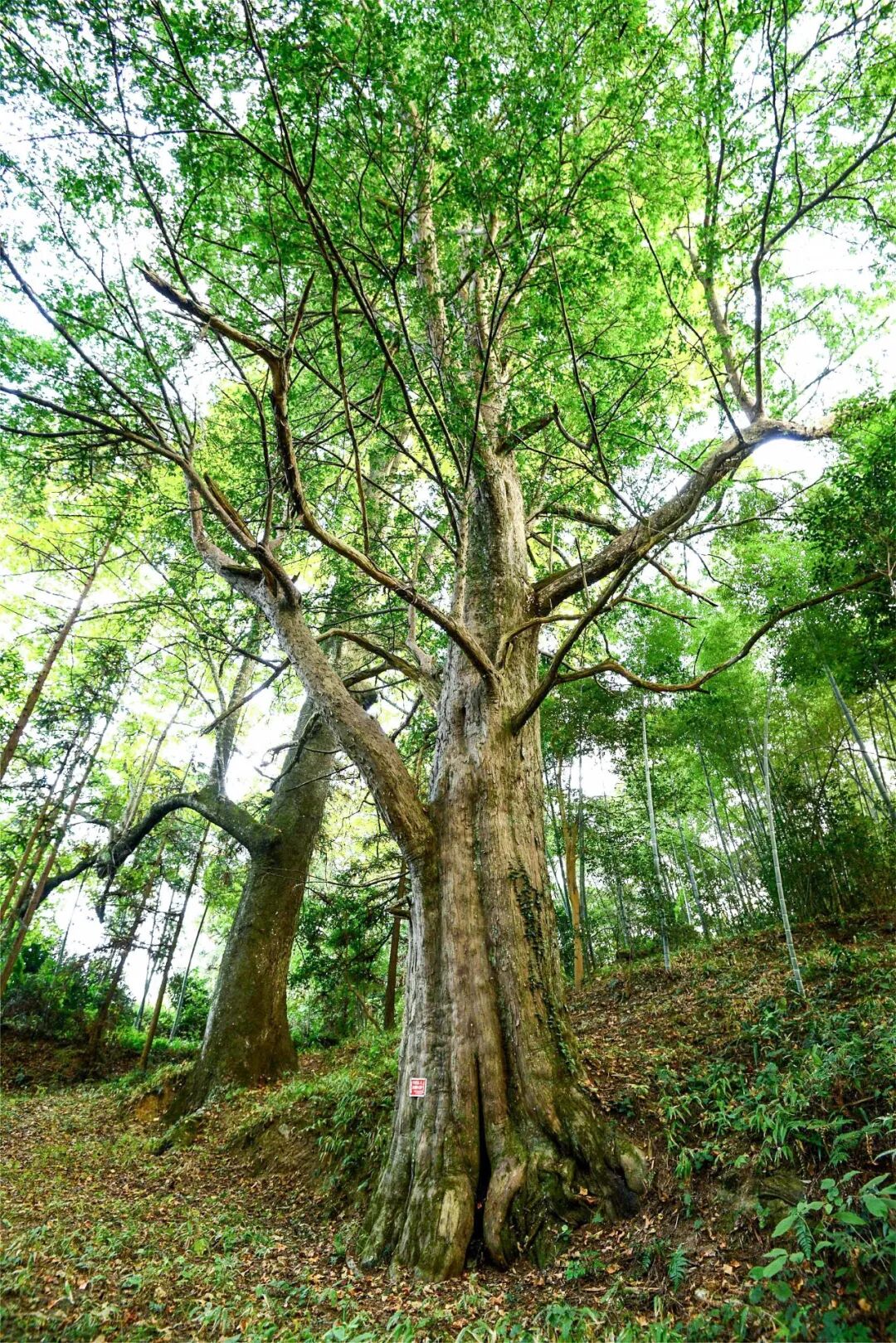 Image related to Green, Green, Green! Tune in to the Mountainous Province's Green Rhapsody!