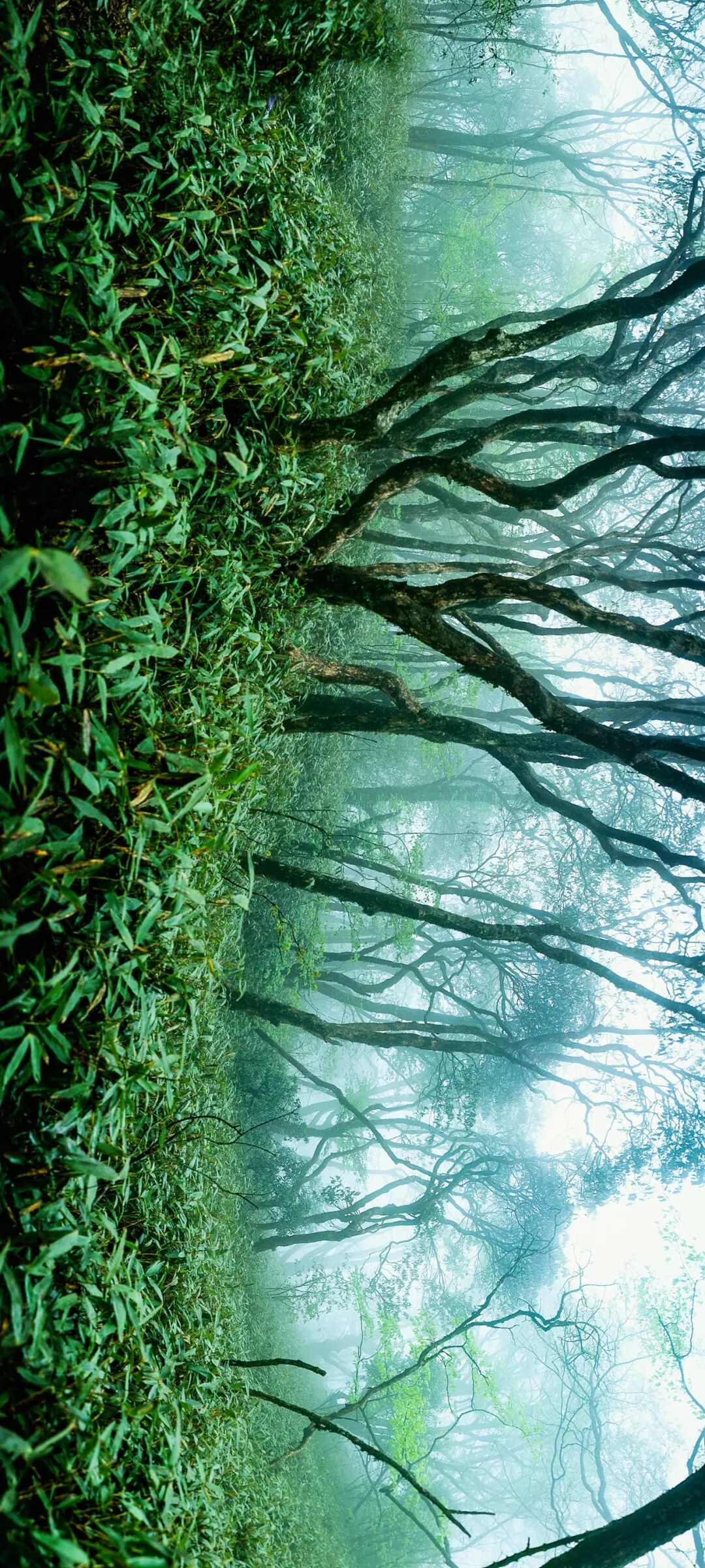 Image related to Green, Green, Green! Tune in to the Mountainous Province's Green Rhapsody!