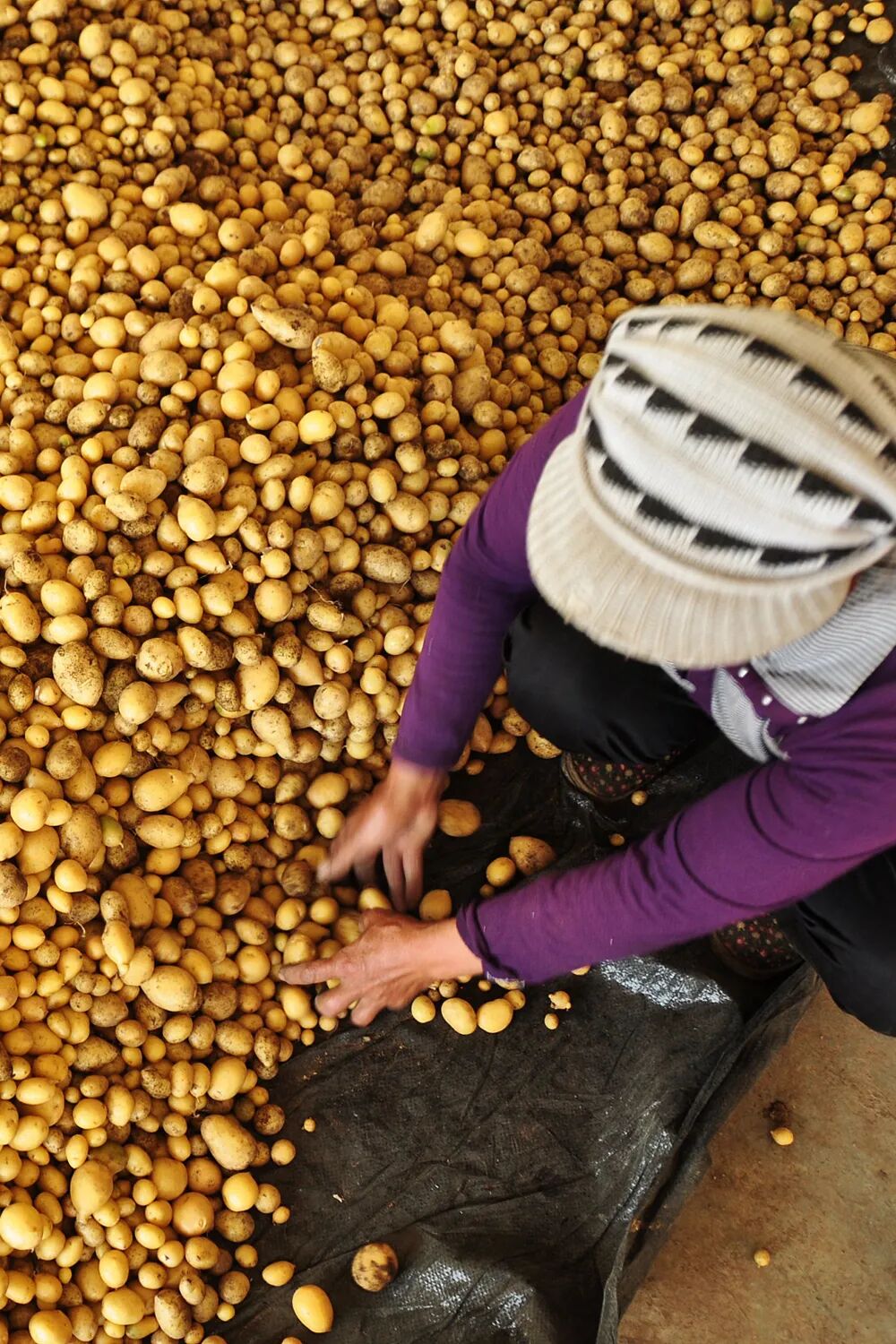 Image related to No One Can Say No to Potatoes in Yunnan and Guizhou!