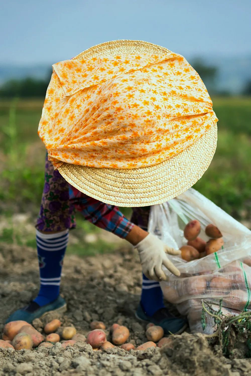 Image related to No One Can Say No to Potatoes in Yunnan and Guizhou!