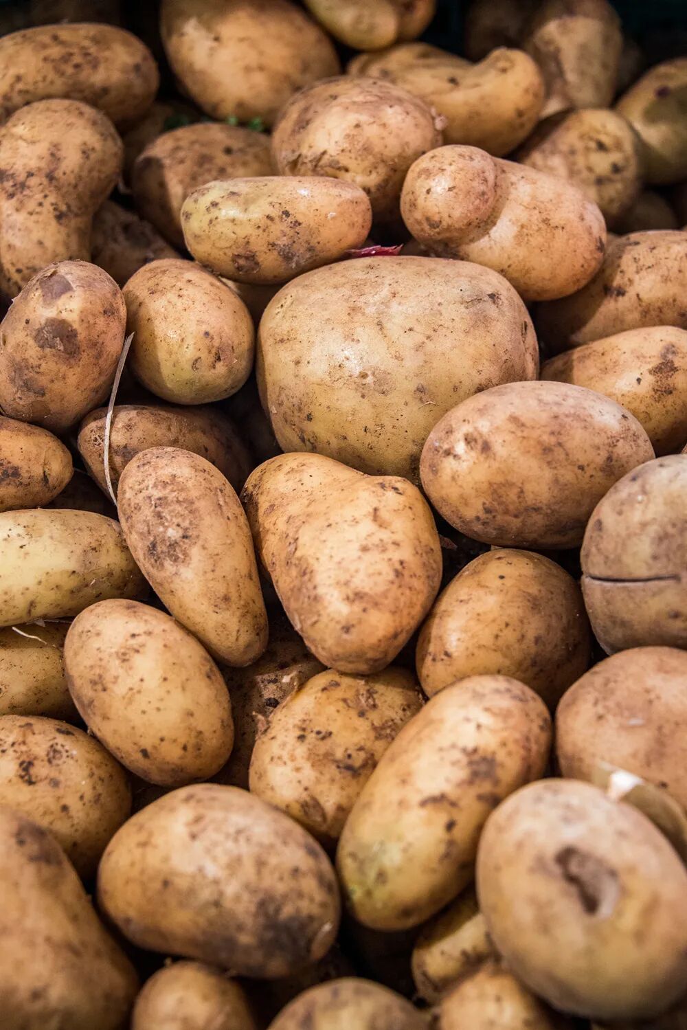 Image related to No One Can Say No to Potatoes in Yunnan and Guizhou!
