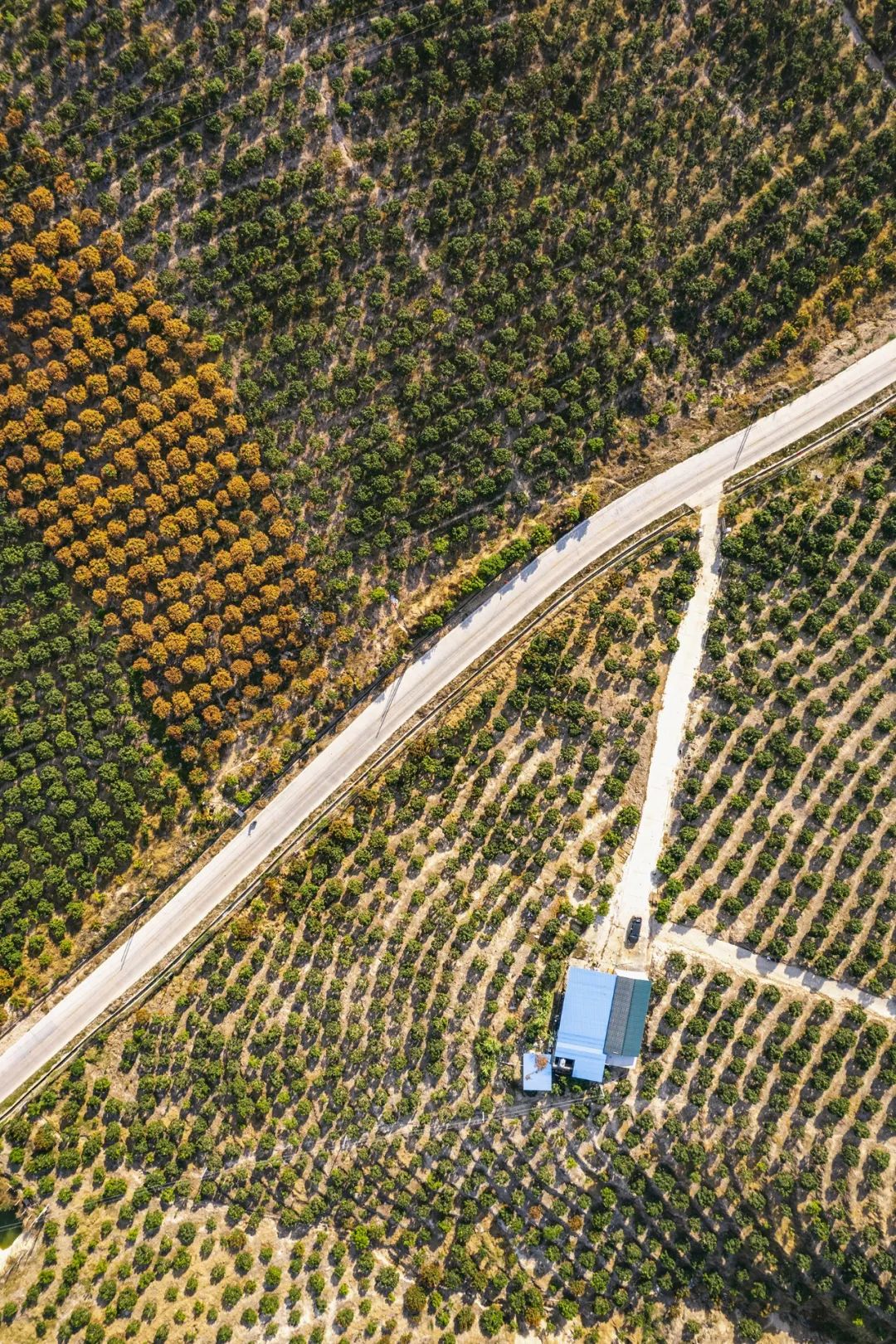 Image related to A Year-Round Fruit Fiesta: How This Mega-Province Sweetens China's Four Seasons