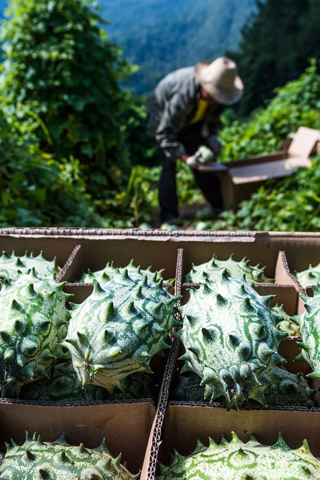 Image related to A Year-Round Fruit Fiesta: How This Mega-Province Sweetens China's Four Seasons
