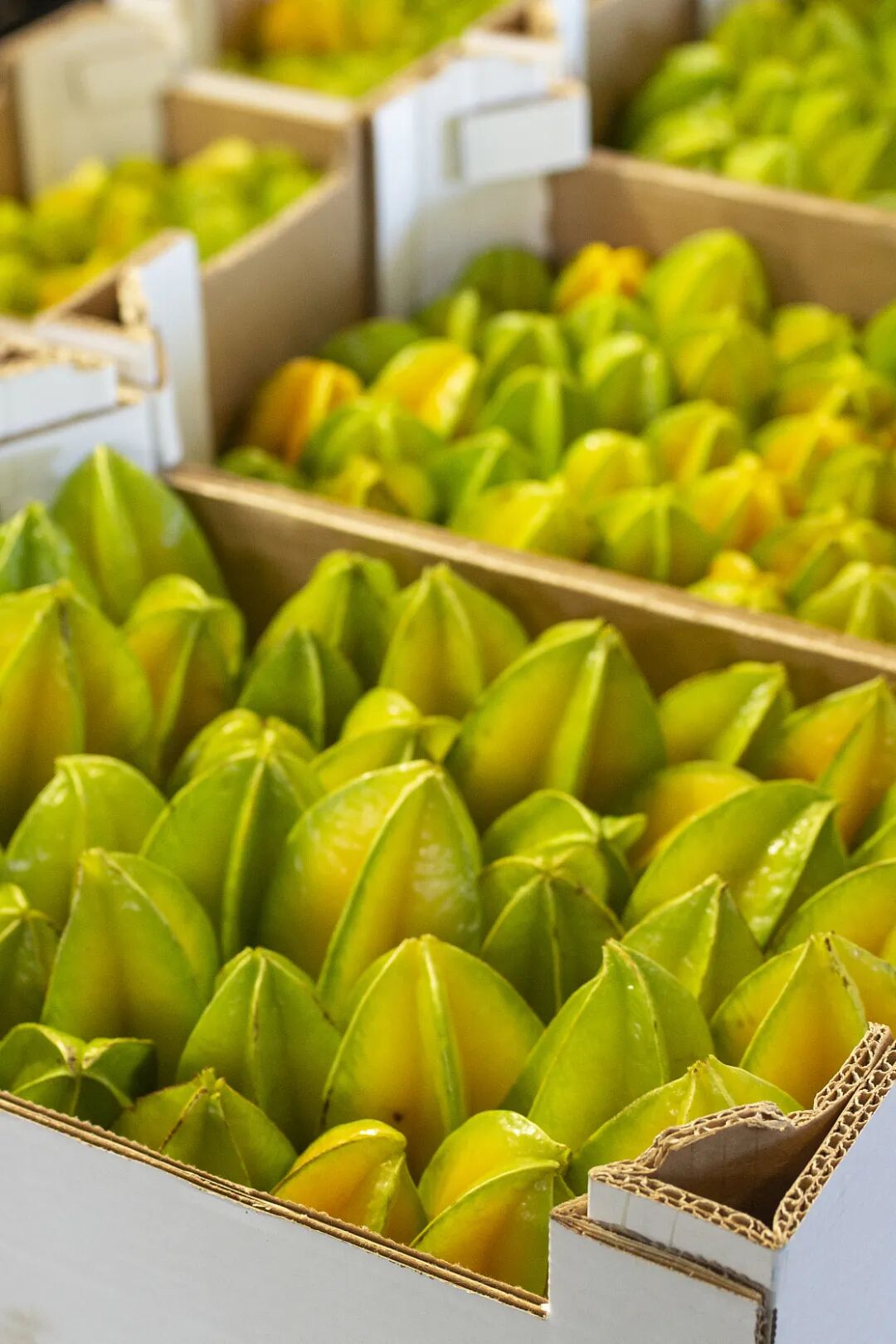 Image related to A Year-Round Fruit Fiesta: How This Mega-Province Sweetens China's Four Seasons