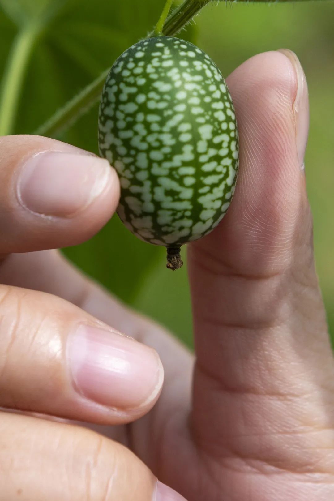 Image related to A Year-Round Fruit Fiesta: How This Mega-Province Sweetens China's Four Seasons
