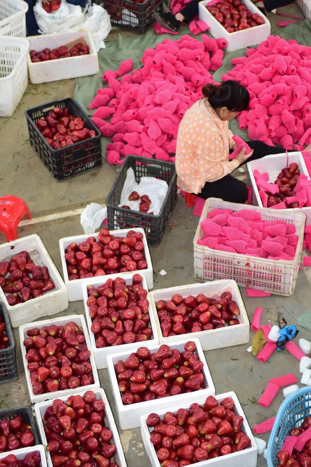 Image related to A Year-Round Fruit Fiesta: How This Mega-Province Sweetens China's Four Seasons
