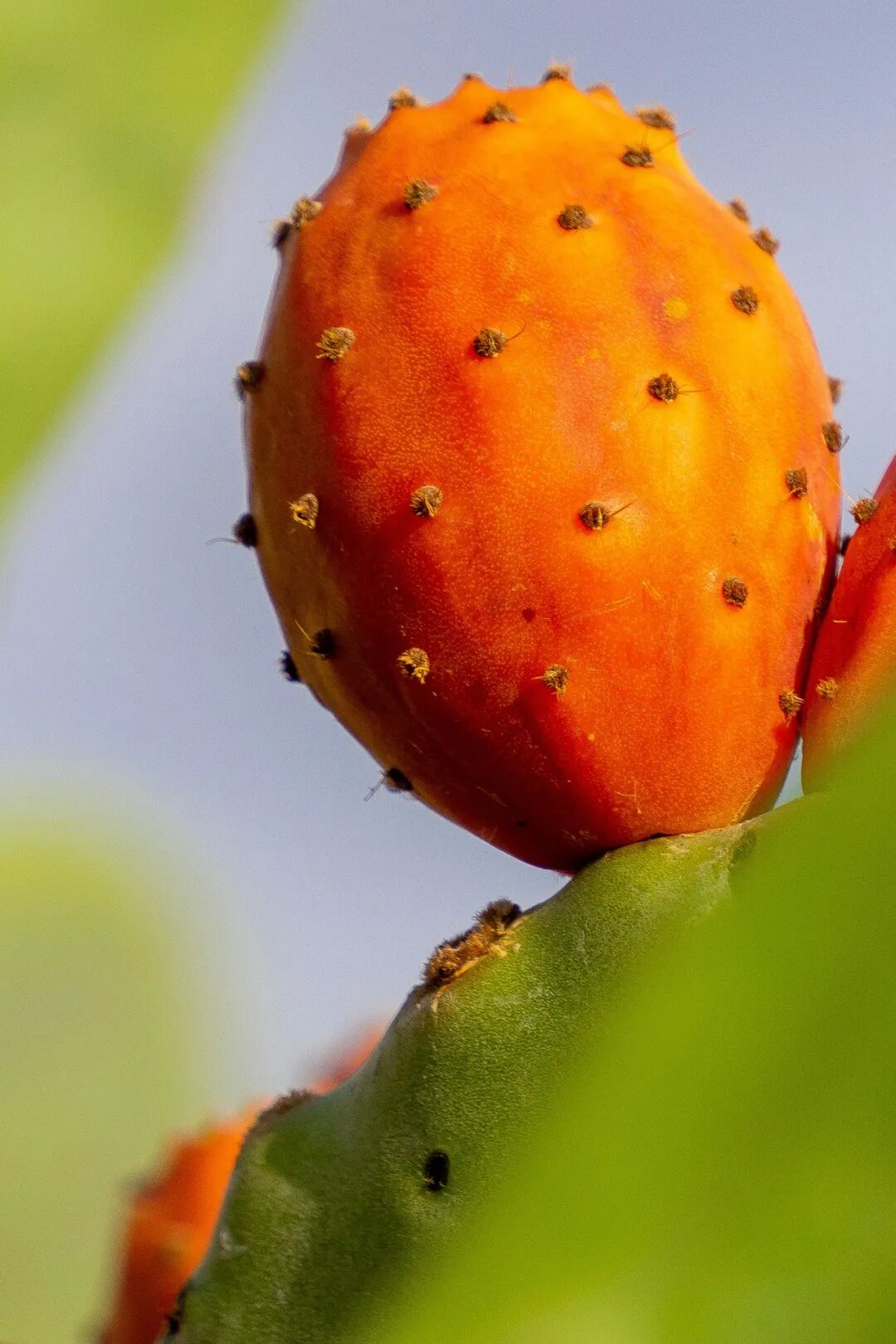 Image related to A Year-Round Fruit Fiesta: How This Mega-Province Sweetens China's Four Seasons