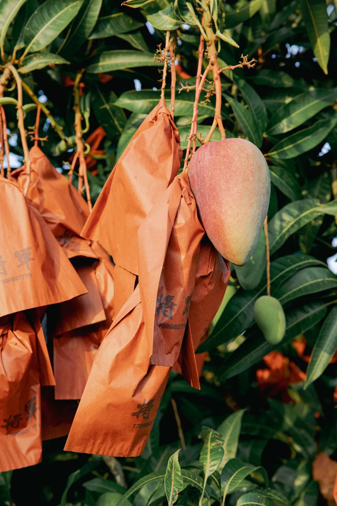 Image related to A Year-Round Fruit Fiesta: How This Mega-Province Sweetens China's Four Seasons