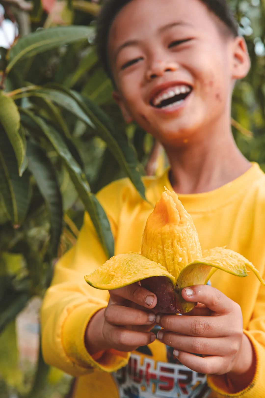 Image related to A Year-Round Fruit Fiesta: How This Mega-Province Sweetens China's Four Seasons