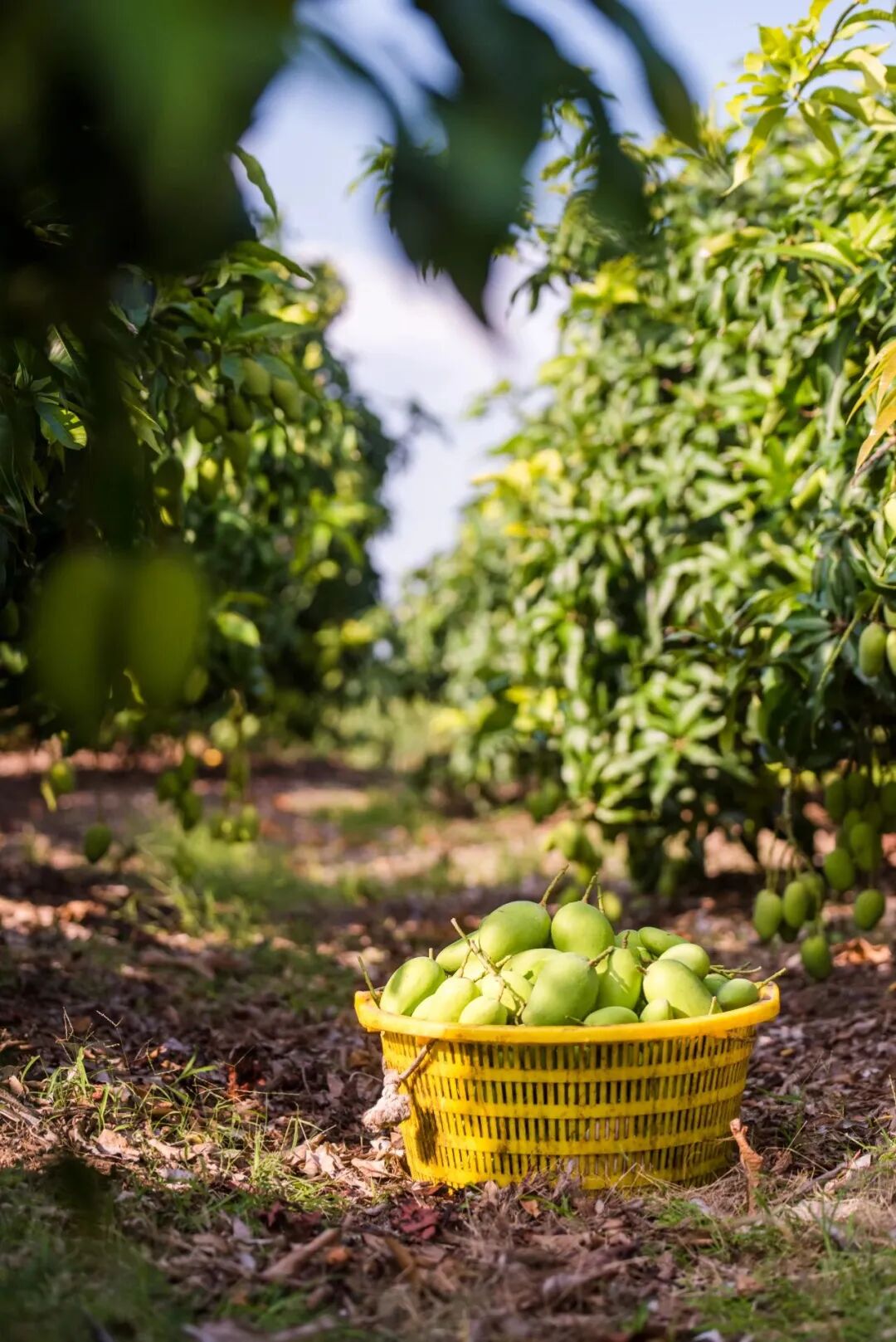 Image related to A Year-Round Fruit Fiesta: How This Mega-Province Sweetens China's Four Seasons
