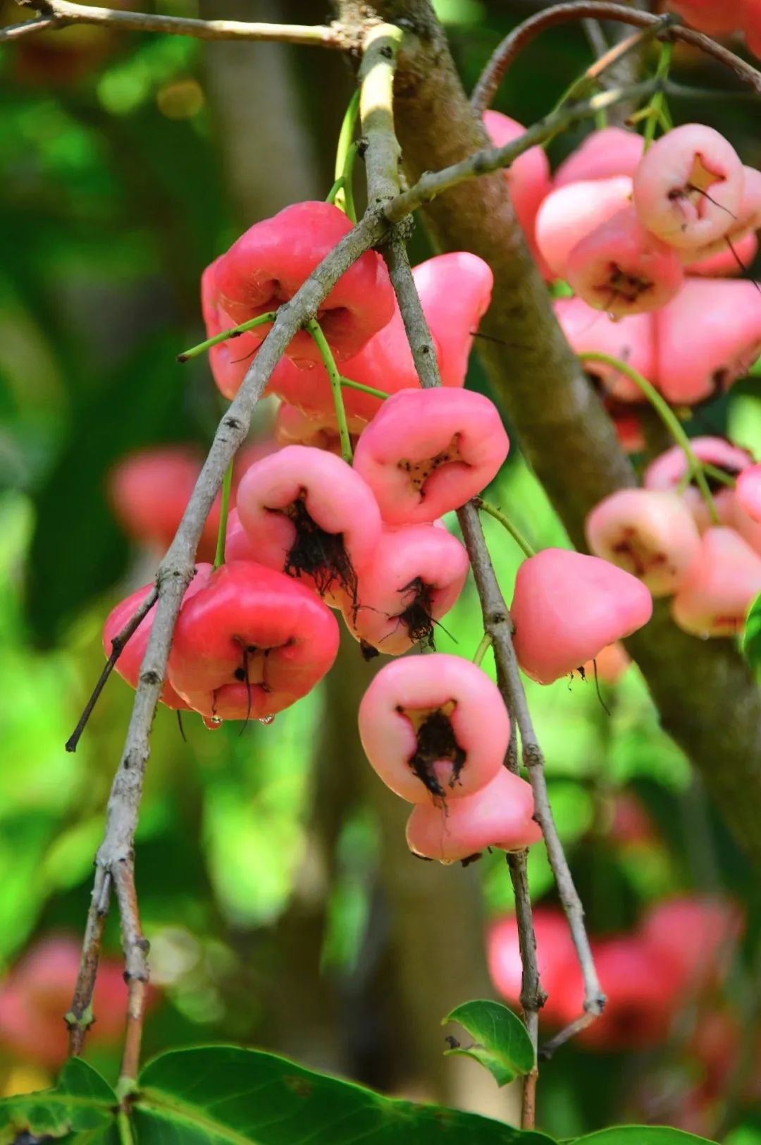 Image related to A Year-Round Fruit Fiesta: How This Mega-Province Sweetens China's Four Seasons