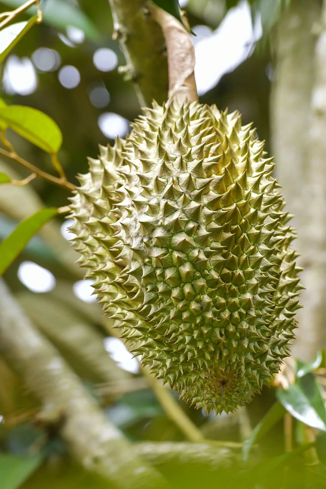 Image related to A Year-Round Fruit Fiesta: How This Mega-Province Sweetens China's Four Seasons