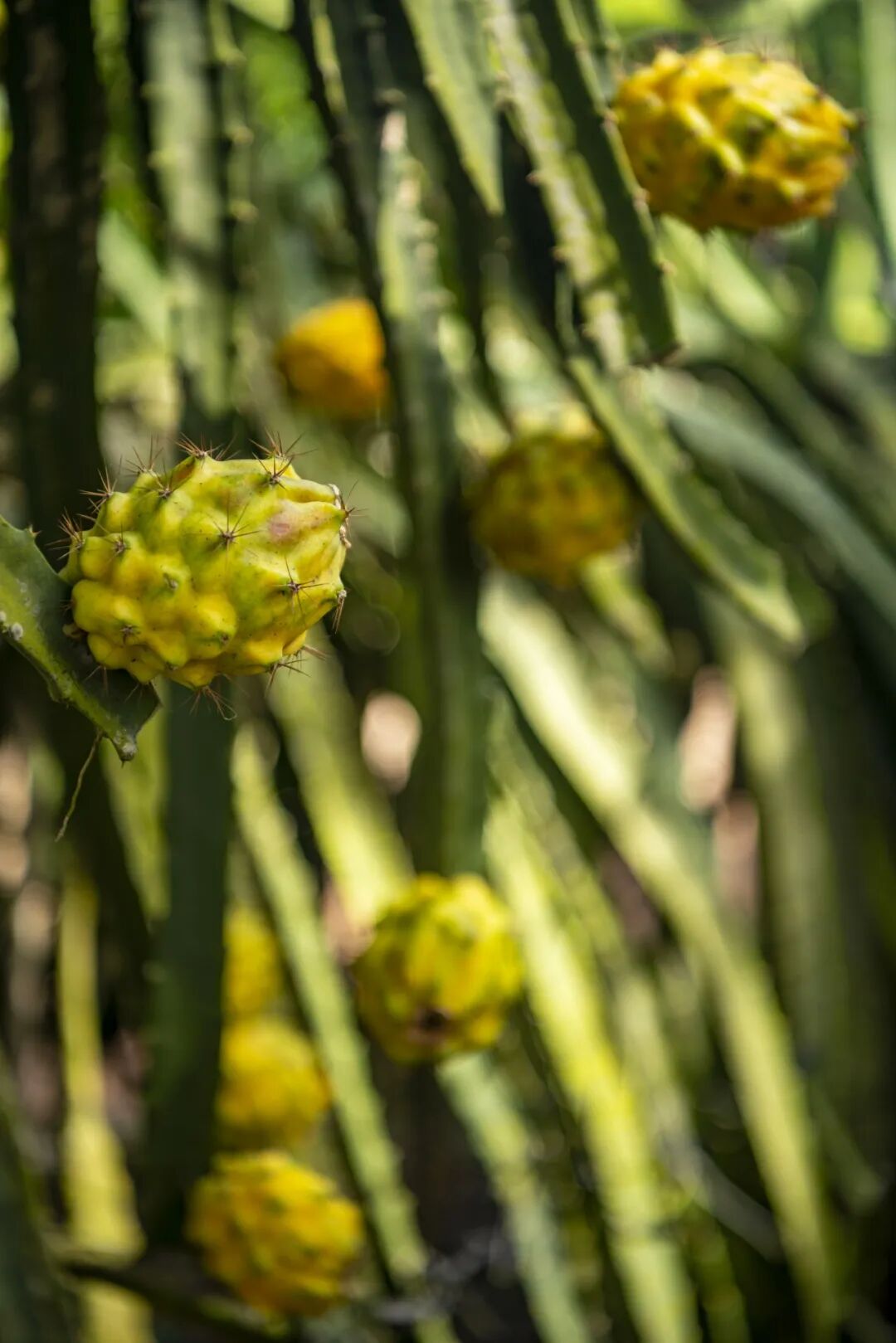 Image related to A Year-Round Fruit Fiesta: How This Mega-Province Sweetens China's Four Seasons