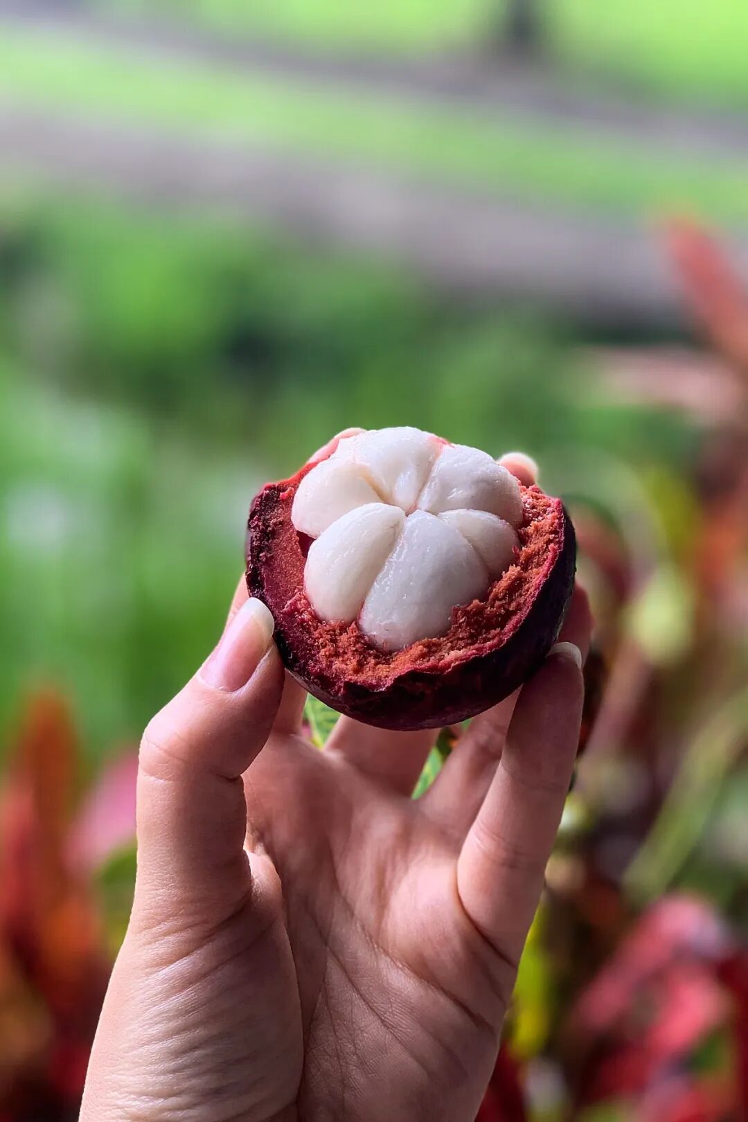 Image related to A Year-Round Fruit Fiesta: How This Mega-Province Sweetens China's Four Seasons