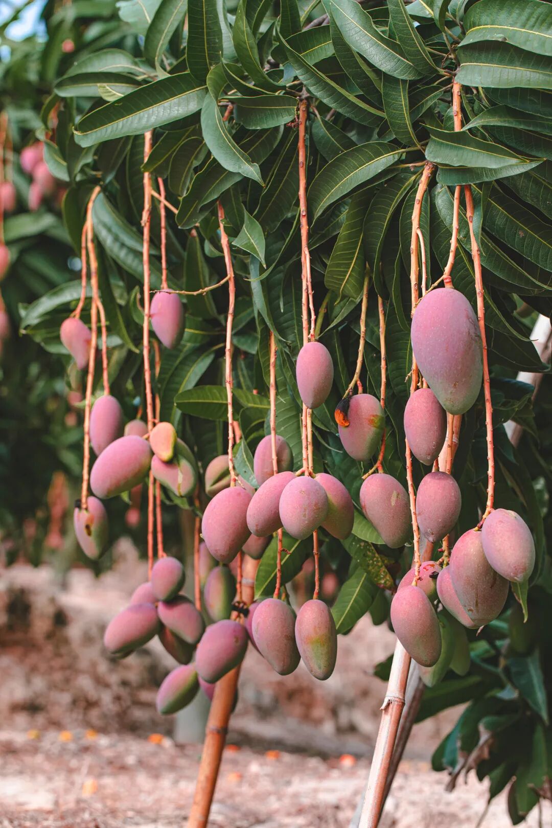 Image related to A Year-Round Fruit Fiesta: How This Mega-Province Sweetens China's Four Seasons