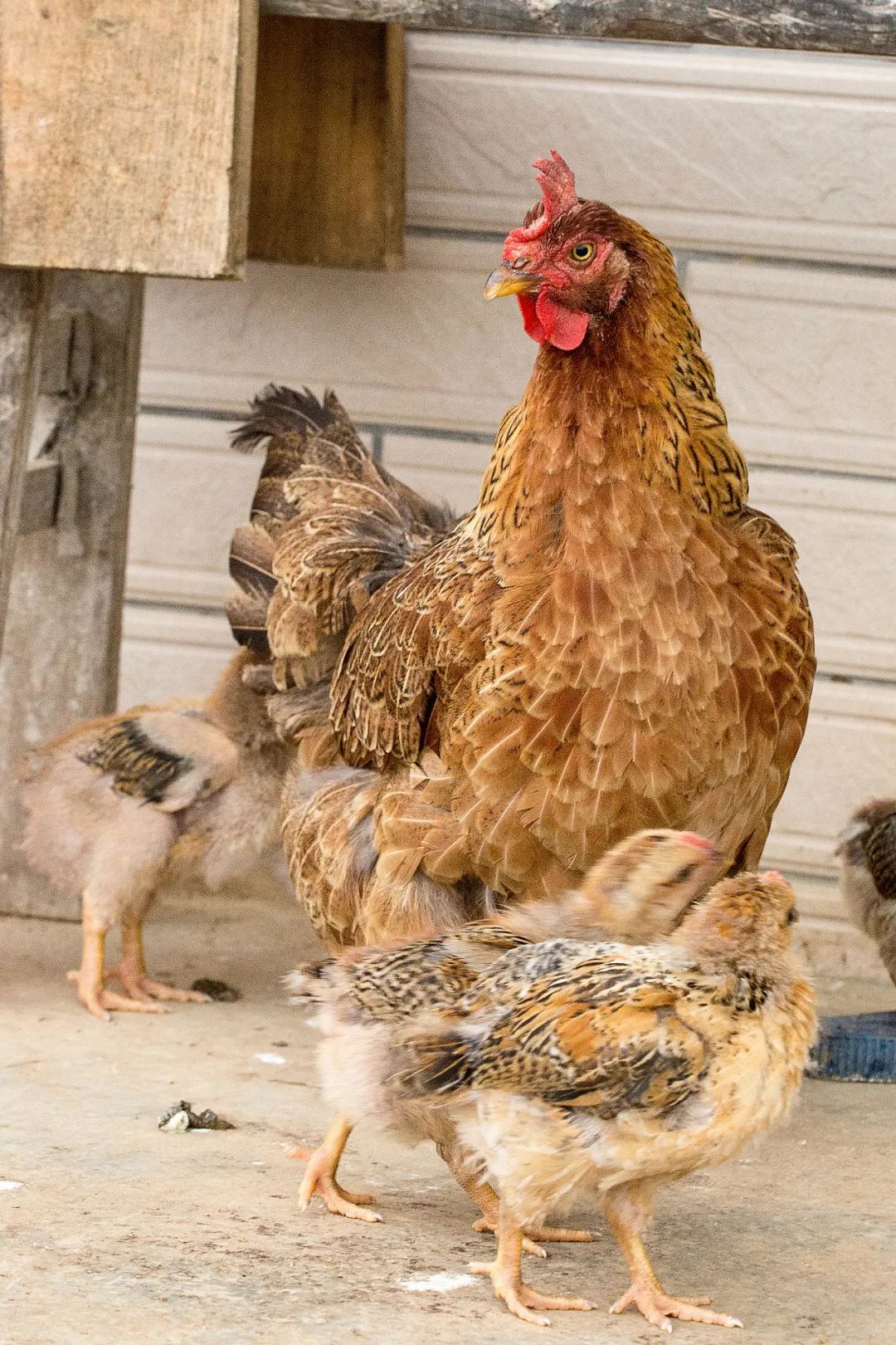 Image related to China's Top Chicken-Loving Province in the South: How Amazing Are Its Signature Dishes?
