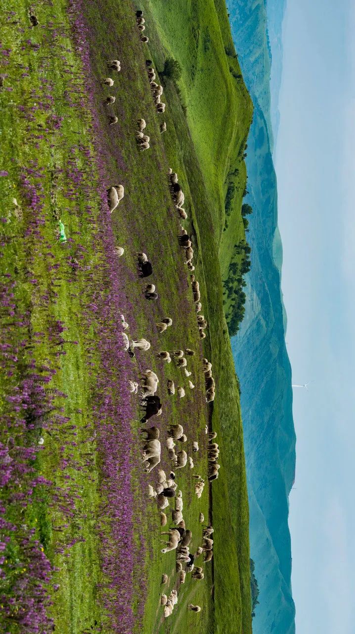 Image related to How Lavishly Does This Underrated Northwestern Province Feast on Mutton?