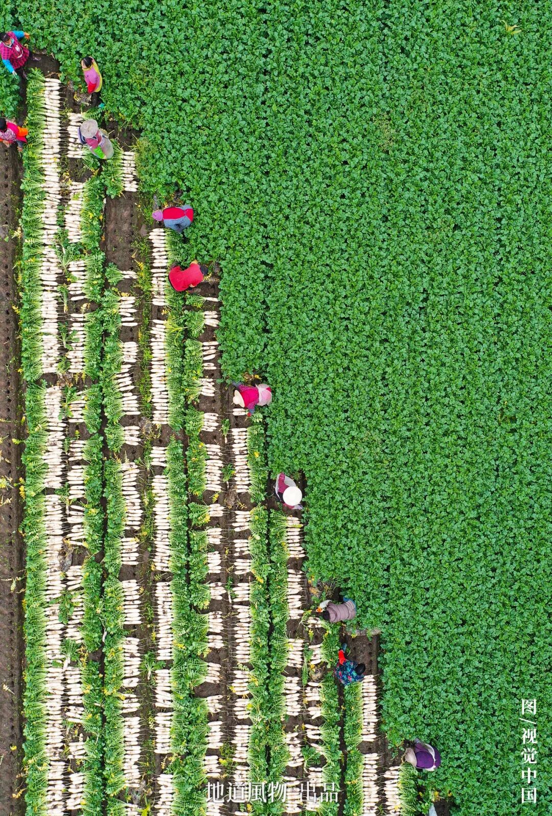 The Ultimate Autumn-Winter Vegetable: How Did It Win Over Both Northern and Southern Palates?