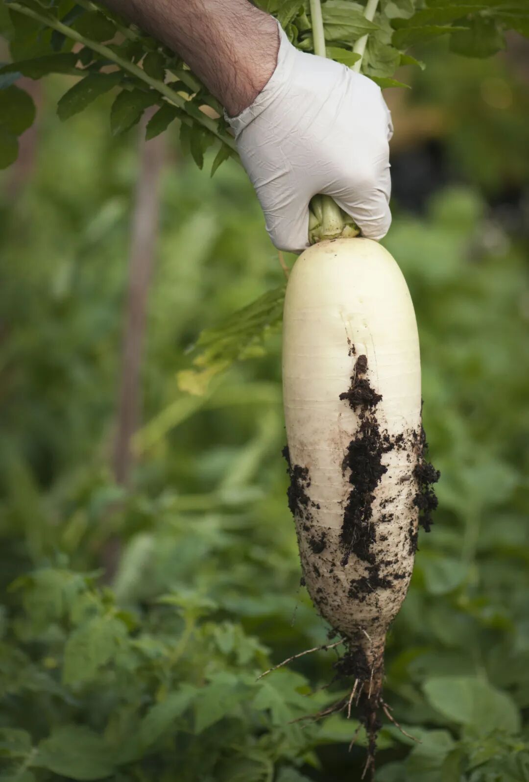Image related to The Ultimate Autumn-Winter Vegetable: How Did It Win Over Both Northern and Southern Palates?