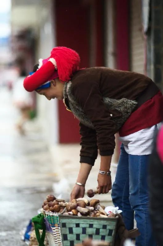 Image related to Why Does Shangri-La Grow the Best Matsutake Mushrooms?
