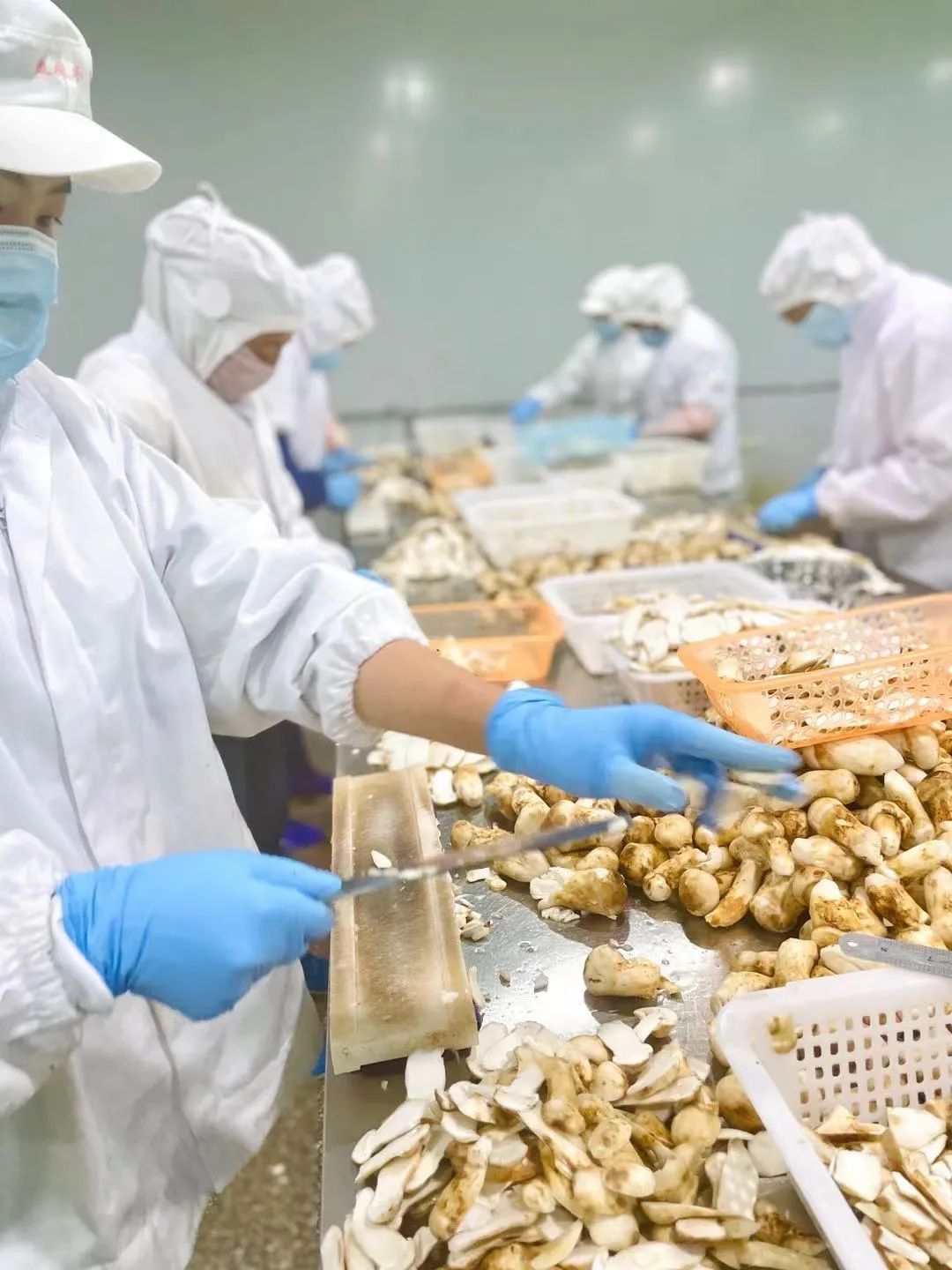 Image related to Why Does Shangri-La Grow the Best Matsutake Mushrooms?