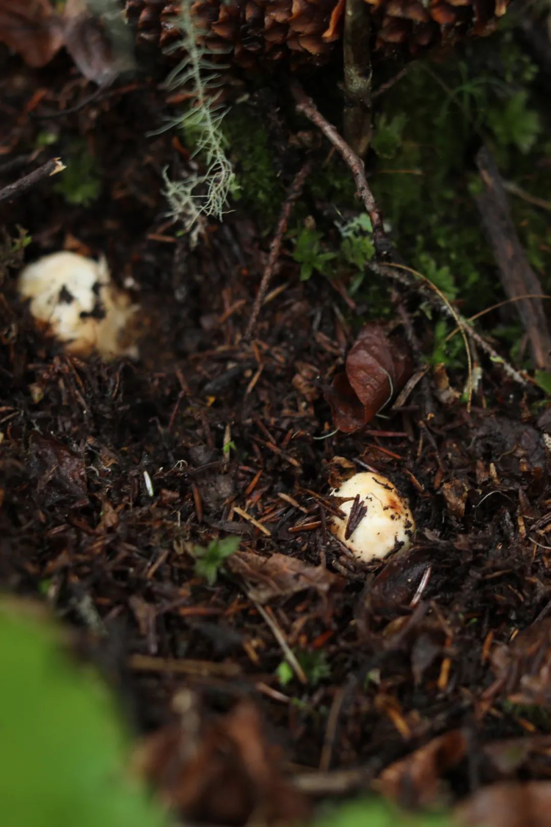 Image related to Why Does Shangri-La Grow the Best Matsutake Mushrooms?
