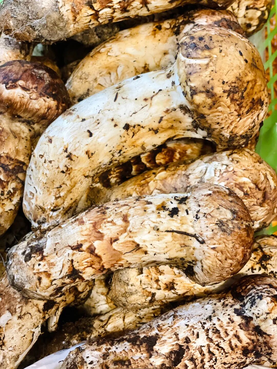 Image related to Why Does Shangri-La Grow the Best Matsutake Mushrooms?