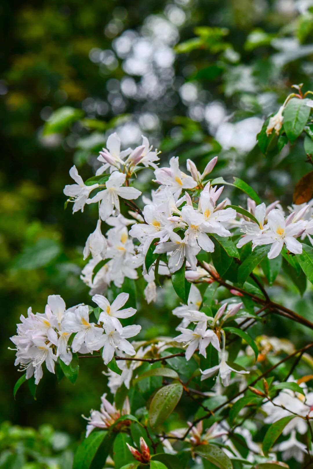 Image related to Yunnan, China: What Makes It the "World's Kingdom of Fresh Flowers"?