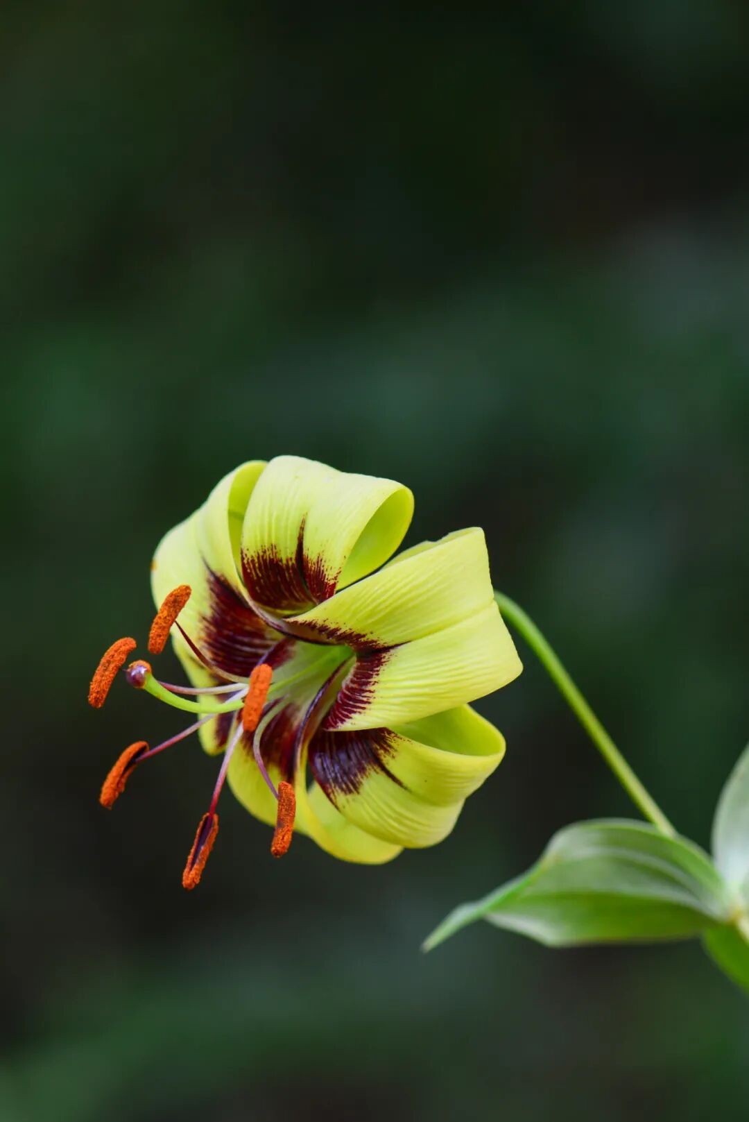 Image related to Yunnan, China: What Makes It the "World's Kingdom of Fresh Flowers"?